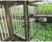 L'incubateur artificiel et la couleur de boîte de croissance de plantes de machine de germination de graine de climat de chambre de croissance de plantes de Liyi est bleu