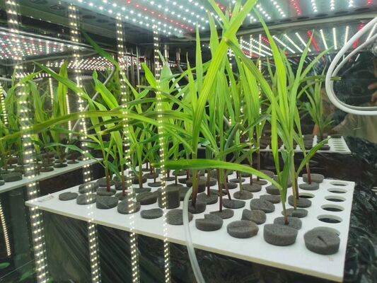 LIYI Prix de la chambre d'incubateur de croissance végétale à vendre